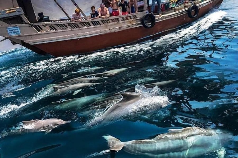 Dolphins and Snorkeling Trip