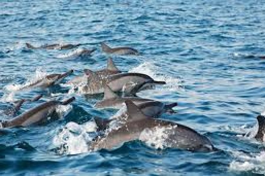 Dolphin Watching